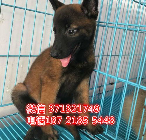 马犬狗
