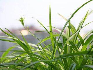 吊兰开花预示着什么