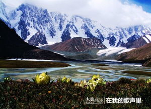 冰山上的雪莲
