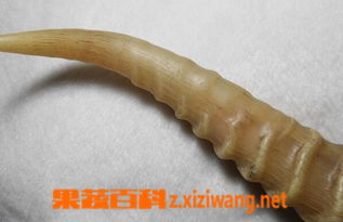 羚羊角的功效与作用
