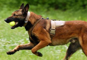 马犬狗最怕什么武器