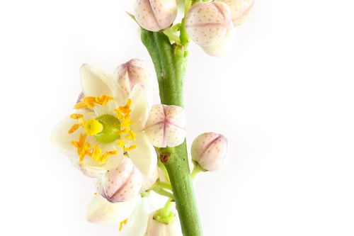 描写花四字词语大全