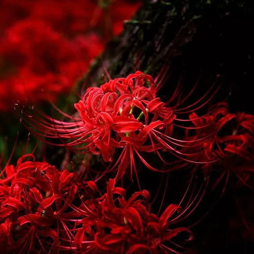 彼岸花的故事
