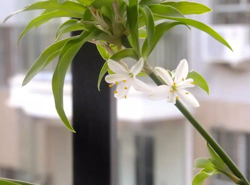 吊兰开花预示着什么
