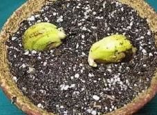 芒果种子怎么种