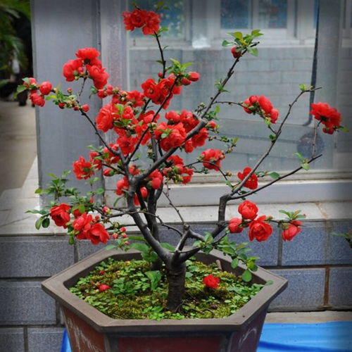 海棠花盆栽怎么养
