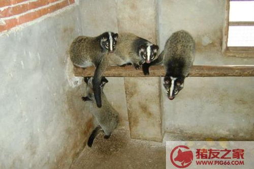 如何保护动物
