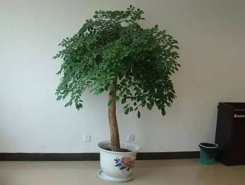 幸福树浇水的正确方法
