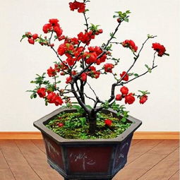 海棠花盆栽
