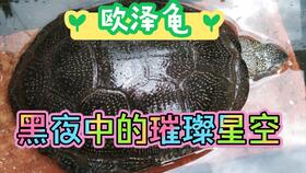 欧洲泽龟的寿命 欧洲泽龟寿命