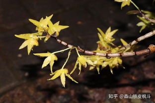 石斛泡水一次几个
