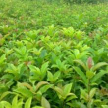 在农村有一棵30年树龄的桂花树,树干笔直枝叶茂盛,可以卖多少钱?_百 
