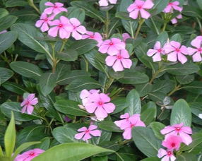 长春花
