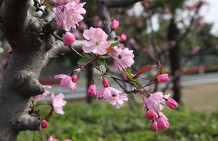 一树梨花压海棠全诗
