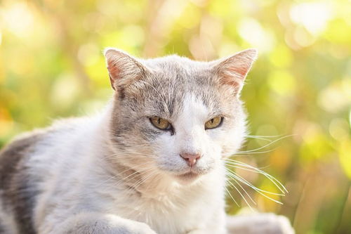 被猫抓伤多少天过危险期是家猫