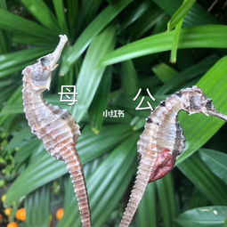 海马公母怎样区分