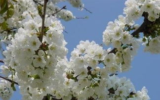 请问含有一句:一枝梨花压海棠.这首全诗是什么?