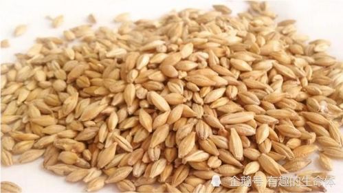荞麦长什么样子图片
