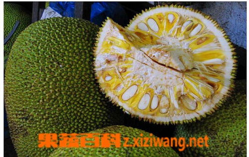 菠萝蜜籽的营养价值