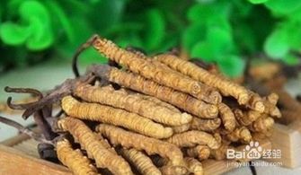 冬虫夏草的食用方法
