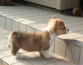 pets是什么
