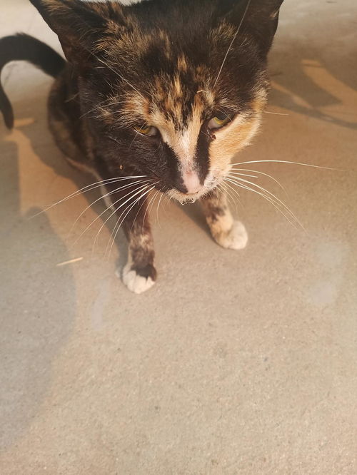 小猫吐白沫怎么办
