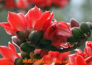 木棉花的功效与禁忌
