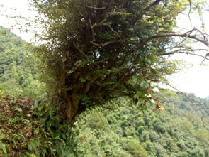 山茶树怎么栽培