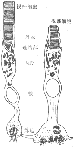 简述视锥细胞的分布及其功能