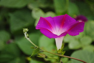 牵牛花的花语_是什么意思