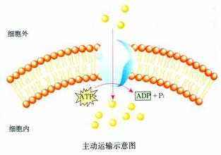 “细胞膜”中的磷脂分子是由什么组成的?