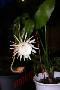 昙花属
