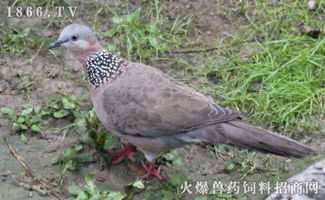 鸽子配对后多久才开始下蛋