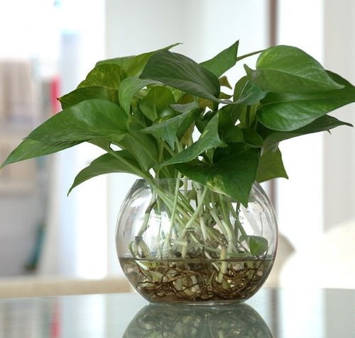 绿萝植物简介
