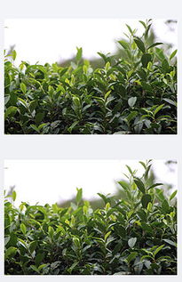 山茶树
