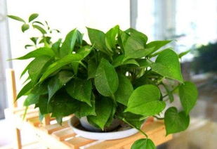 绿萝是一种什么植物呢?