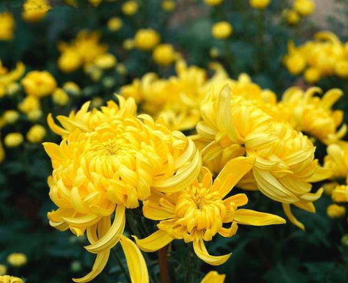 菊花的品质
