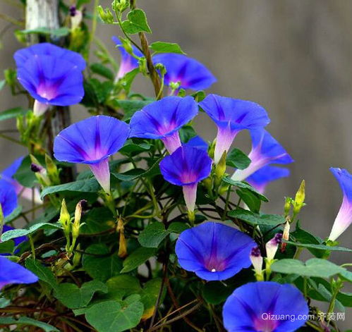 牵牛花的花语
