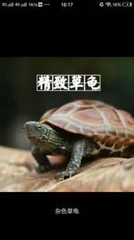 草龟能活多久

