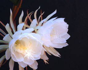 昙花属于什么科?