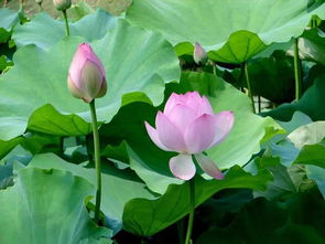 荷花长什么样子
