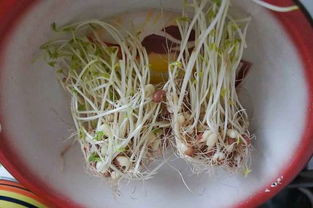 红豆芽怎么发?
