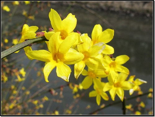 迎春花像什么
