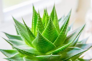 中华芦荟和库拉索芦荟的区别