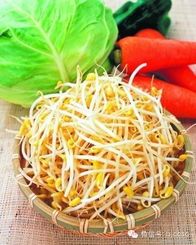 如何在家泡发豆芽详细步骤?