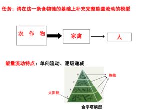 什么是生态系统的主要功能