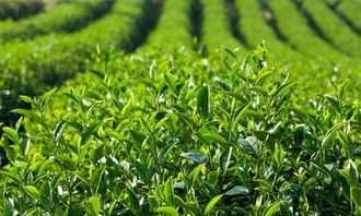 产于福建的名茶是
