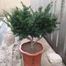 植物熊猫
