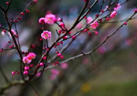 梅花有什么特点?什么精神?