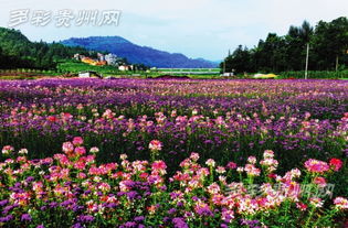 花仙谷景区在哪里
